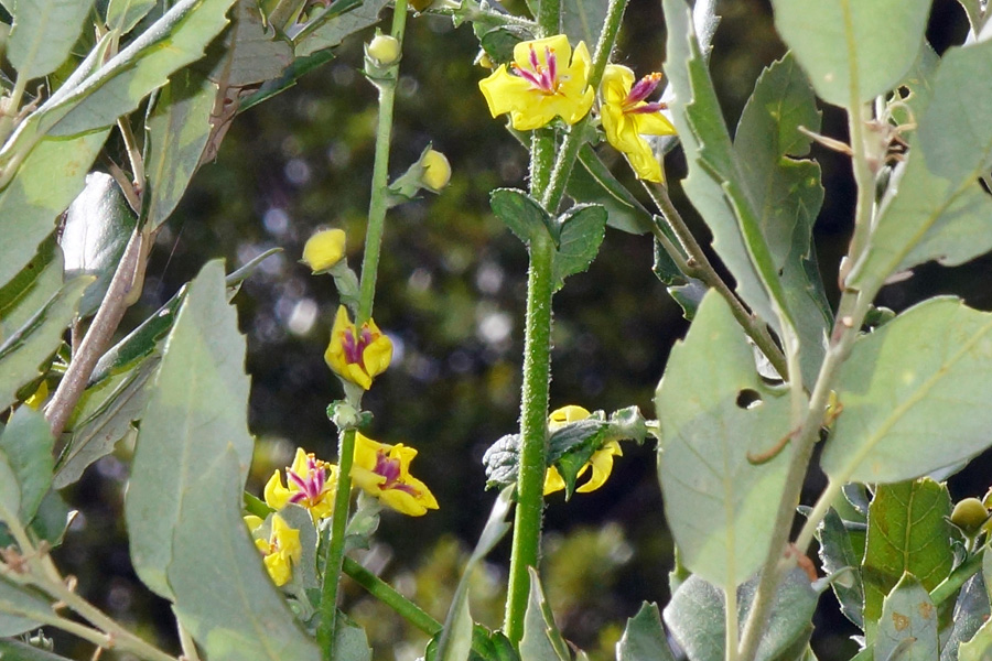 Verbascum sinuatum